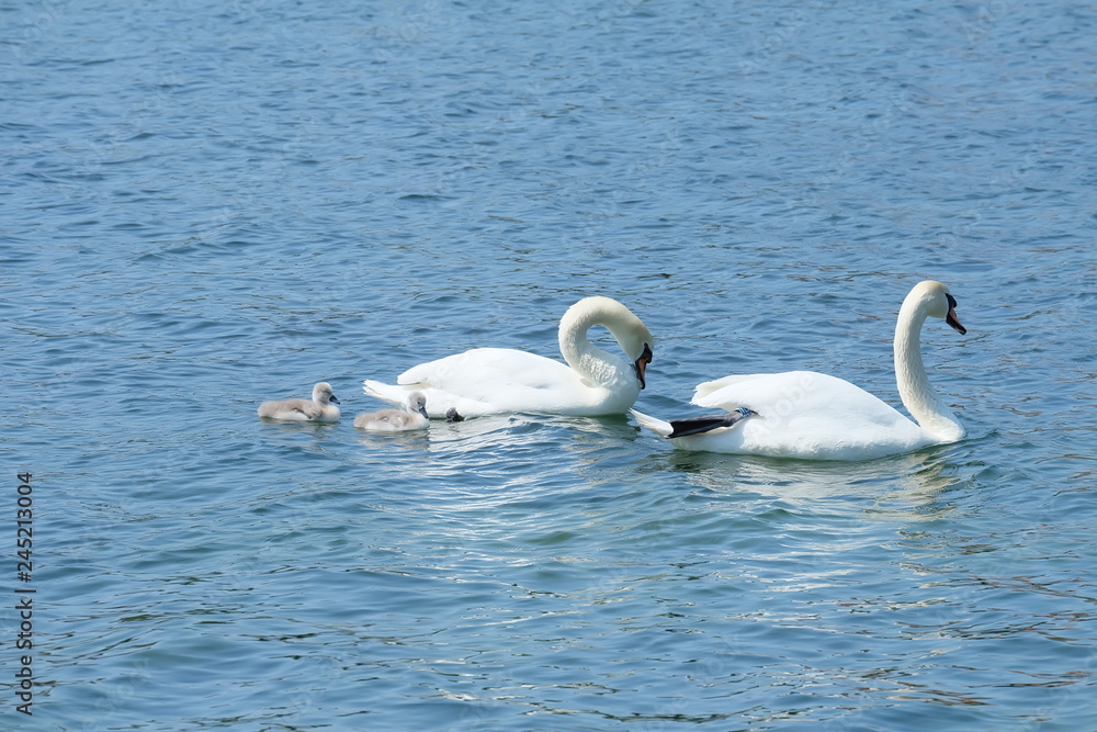 swans on the lake swans on the lake