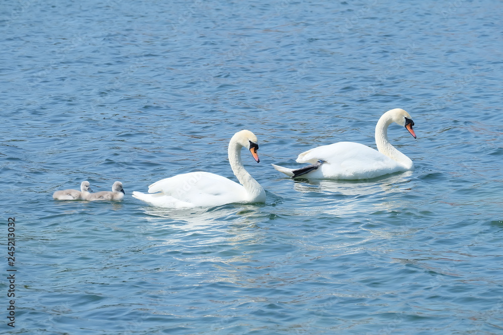 swans on the lake swans on the lake