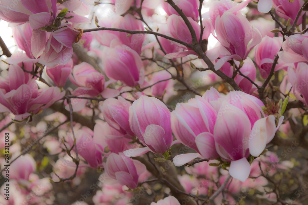 pink magnolia blossom