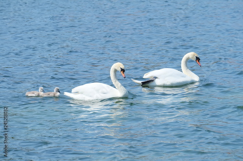 swans on the lake