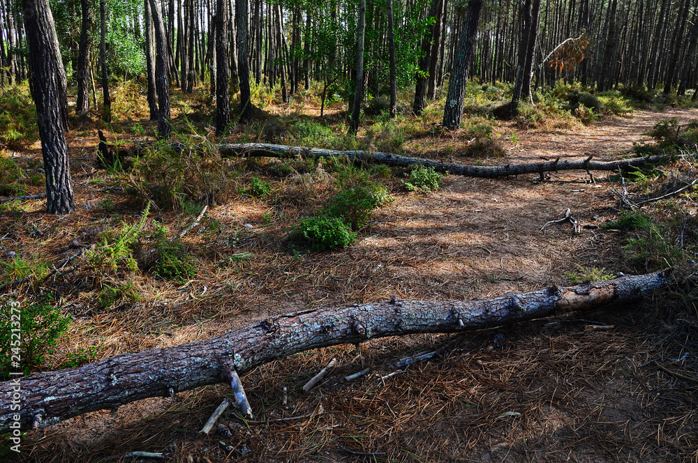 Fototapeta premium Two fallen trees in the forest of the Natural Park Southwest Ale