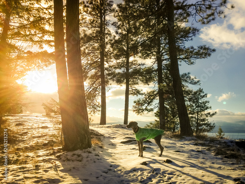 Weimaraner in the snow photo