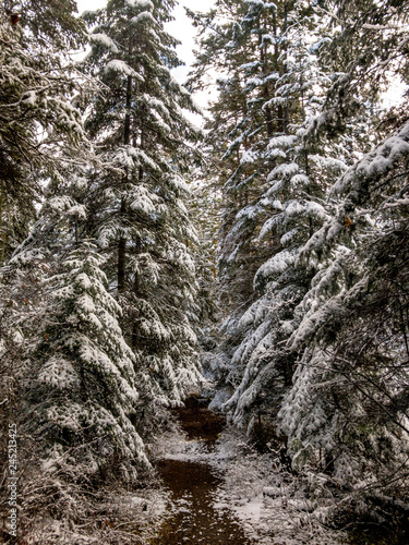 Snowy trees
