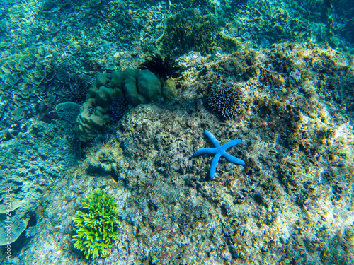Blue starfish on coral sea bottom. Tropical starfish underwater photo. Exotic aquarium animal.