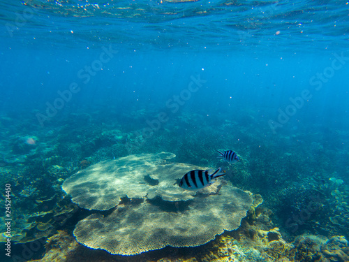 Dascillus fish in coral reef. Tropical seashore underwater photo. Coral fish in wild nature. Oceanic wildlife undersea.