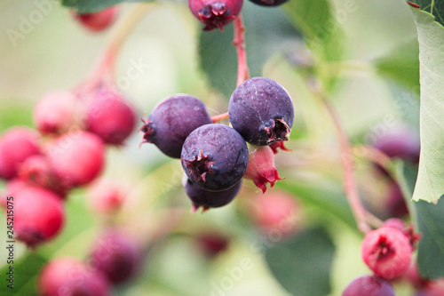 Ripe and unripe saskatoon berries hanging on branches photo