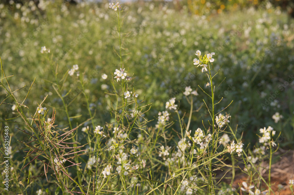 Fototapeta premium Several wild plants of the Diplotaxis erucoides type