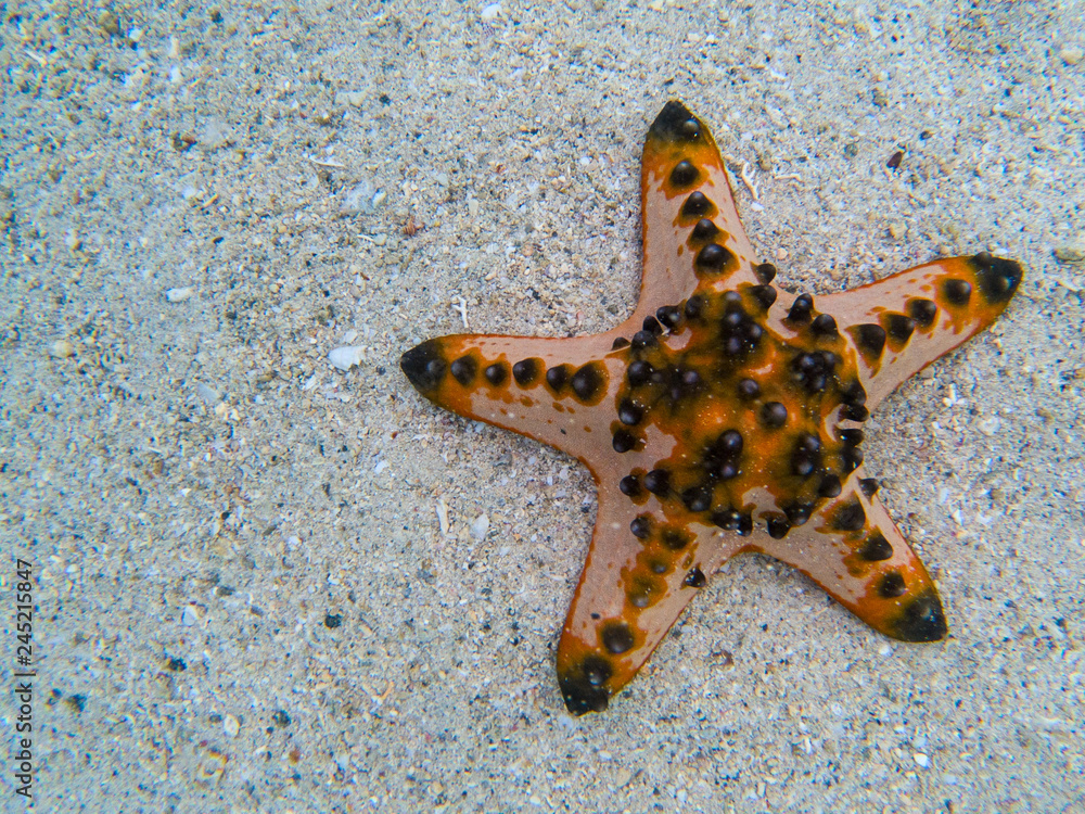 Orange starfish in sea water banner template. Tropical sea water during low tide. Seashore underwater animal Orange starfish in sea water banner template. Tropical sea water during low tide. Seashore underwater animal