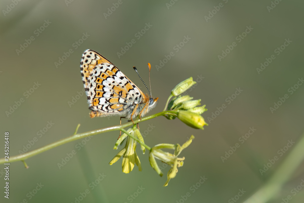 Nymphalidae / Benekli Büyük İparhan / / Melitaea phoebe Nymphalidae / Benekli Büyük İparhan / / Melitaea phoebe