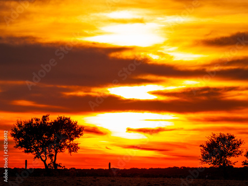 Romantic orange sky at the sunset in a cloudy day in the dehesa and tree silhouette © anuskiserrano