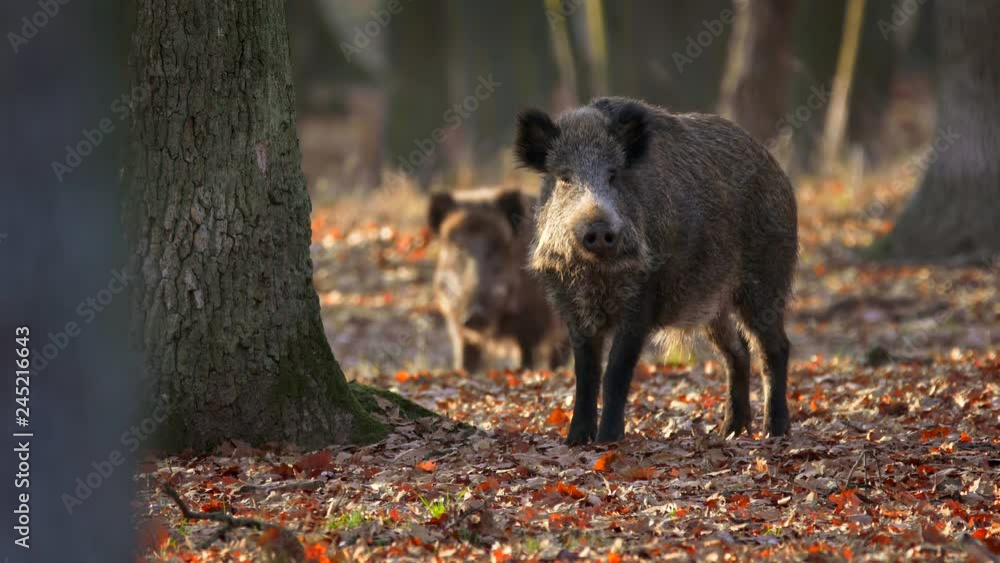 Wild boar mother with children