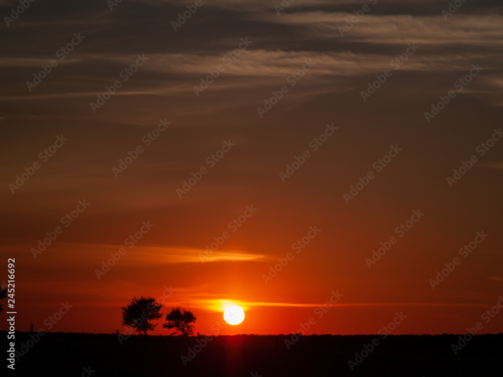 Fototapeta premium Romantic orange sky at the sunset with few clouds and chemtrails in the dehesa and tree silhouette