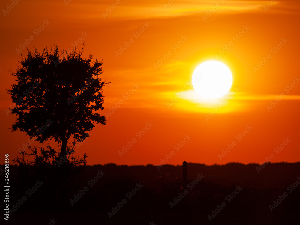 Obraz premium Romantic orange sky at the sunset with few clouds and chemtrails in the dehesa and tree silhouette