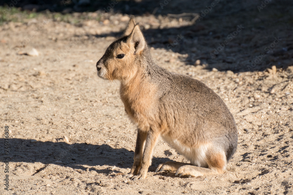 Fototapeta premium Mara o Liebre de la Patagonia