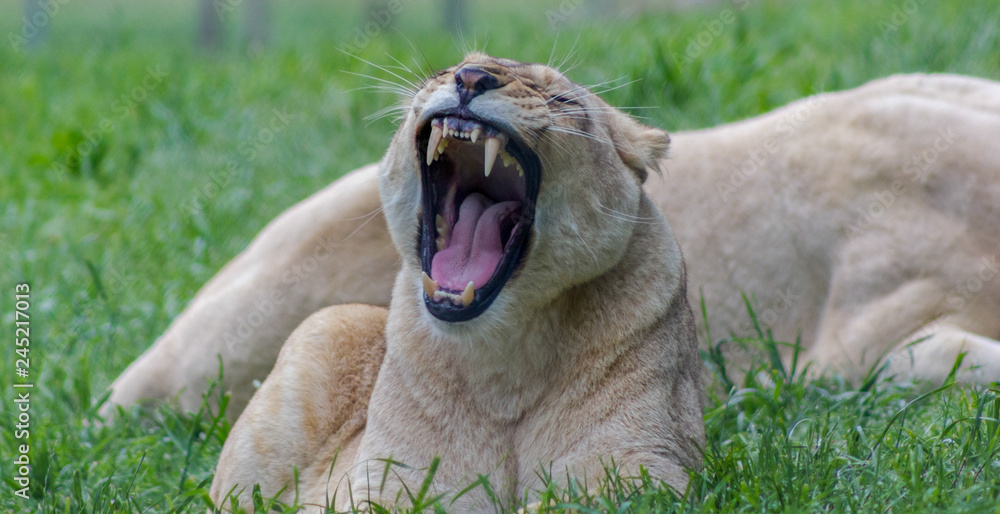 Fototapeta premium Female lion yawning