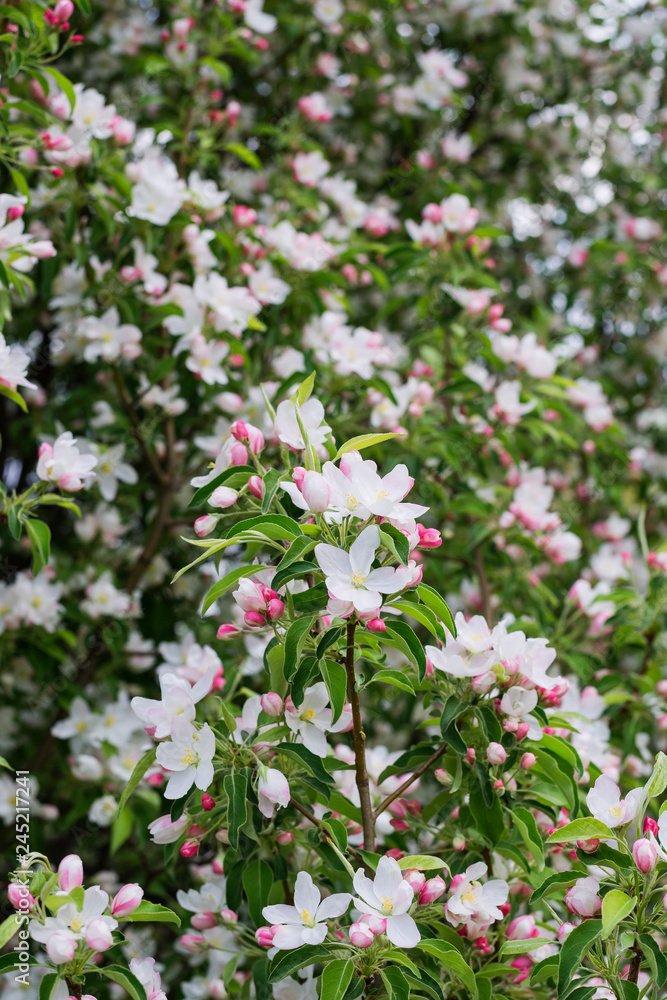 Delicate pink flowers of the apple tree in early spring