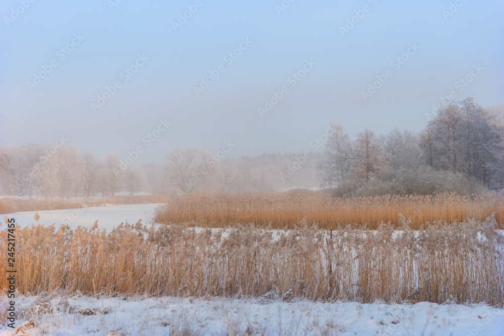 River with reeds on sunny day in winter