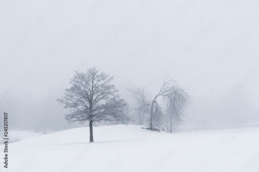 Trees in moody foggy winter landsacpe Trees in moody foggy winter landsacpe