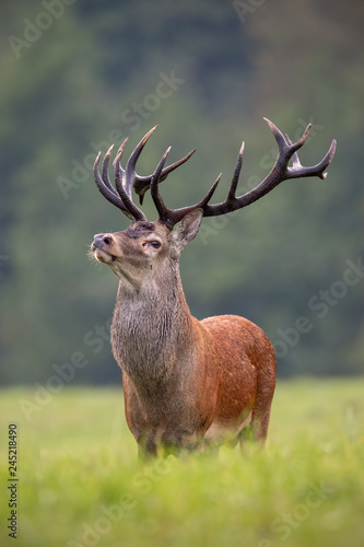 Big red deer, cervus elaphus, stag standing proudly. King of forest with strong antlers. Dominant male animal in wilderness. photo