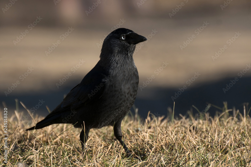 El zanate parece un cuervo con ojos azules El zanate parece un cuervo con ojos azules