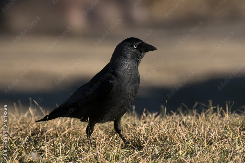Obraz premium El zanate parece un cuervo con ojos azules