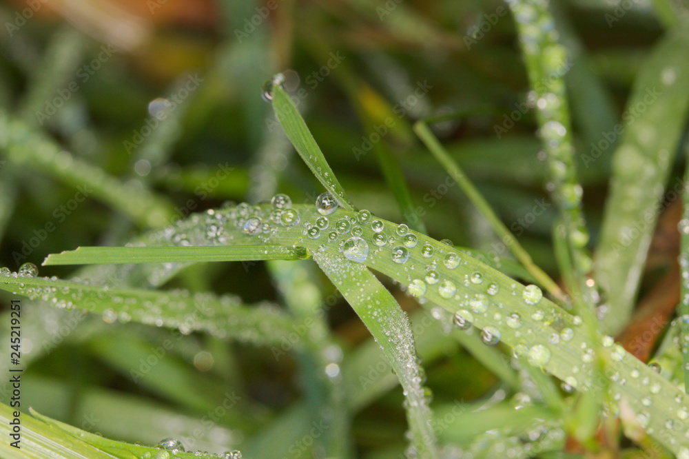 Fresh green grass with dew drops closeup. Nature Background Fresh green grass with dew drops closeup. Nature Background