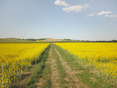 Rapeseed fields from the height of bird flight. Shooting from the drone or aircraft. Agricultural business. Growing oil plants for alternative ecological fuels for cars. Flowering plants and future