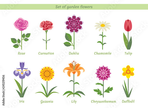 Set of named garden flowers. Collection of vector bright flat images. Rose, Carnation, Dahlia, Chamomile, Tulip, Iris, Gazania, Lily, Chrysanthemum, Daffodil.