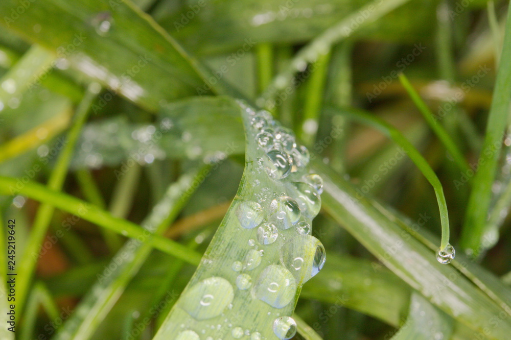 Fresh green grass with dew drops closeup. Nature Background Fresh green grass with dew drops closeup. Nature Background