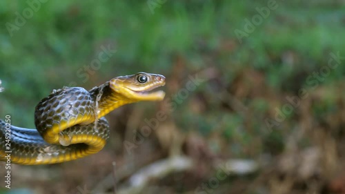 Common Sipo (Chironius exoletus) threat display. with open mouth and striking. It is starting to shed its old skin. In the Ecuadorian Amazon. photo