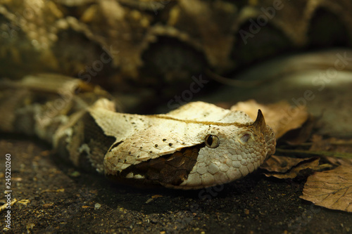 West African Gaboon viper (Bitis gabonica rhinoceros) is is lying hidden on the ground in typical position and waiting for its prey in the rainforest with its body colours in background