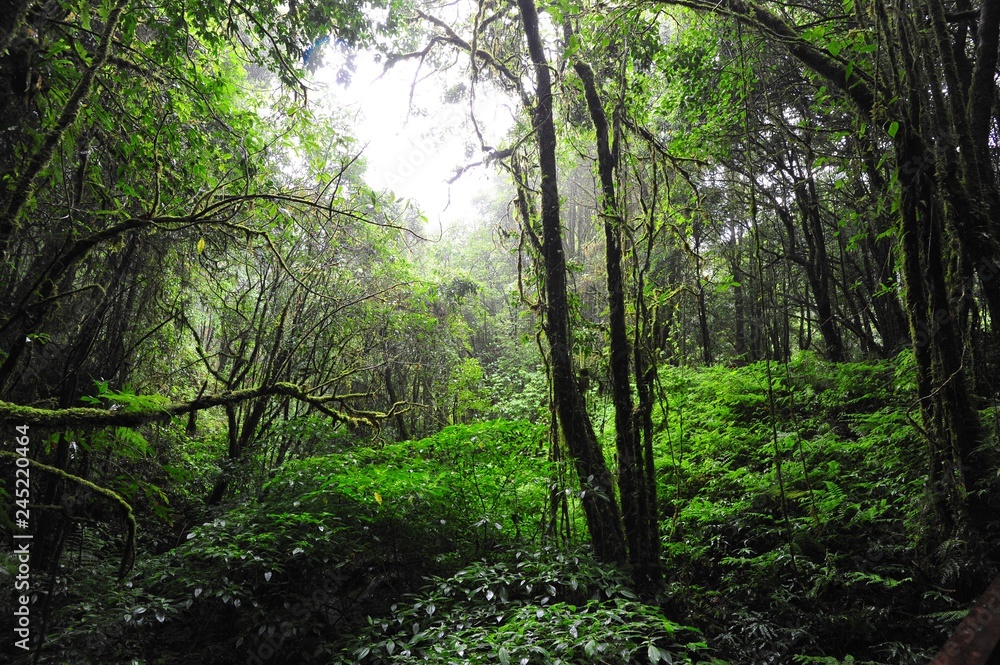Fototapeta premium Mountain forest. Green forest in the mountains of Chiang Mai 