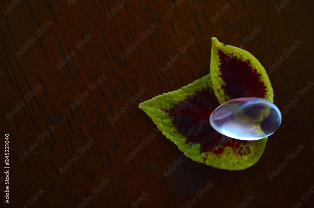 Beautiful tumbled clear quartz, on top of a leaf. Healing crystals and plants, aura crystals on black background. Mock up of crystal on leaf. Low exposure macro photography. Crisp opal, opalite Beautiful tumbled clear quartz, on top of a leaf. Healing crystals and plants, aura crystals on black background. Mock up of crystal on leaf. Low exposure macro photography. Crisp opal, opalite
