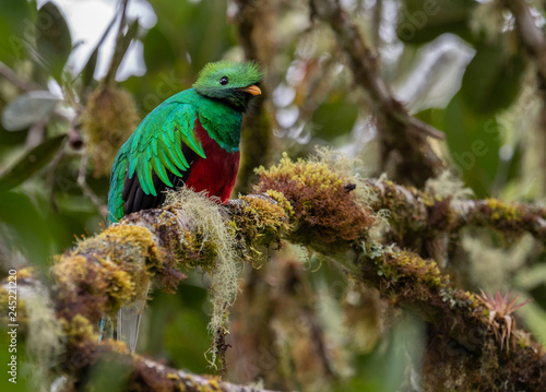 Quetzal in Costa Rica 