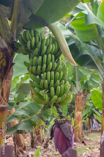 Platanera de Canarias 2