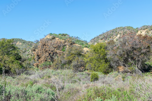 hiking in thick brush of forest on winter morning