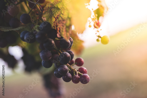 Close up grapes growing on branch in vineyard