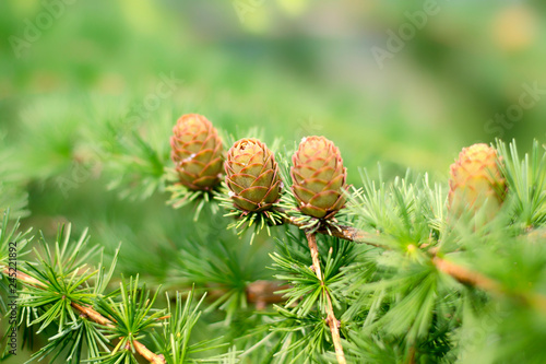 Young larch cones illuminated by the sun.