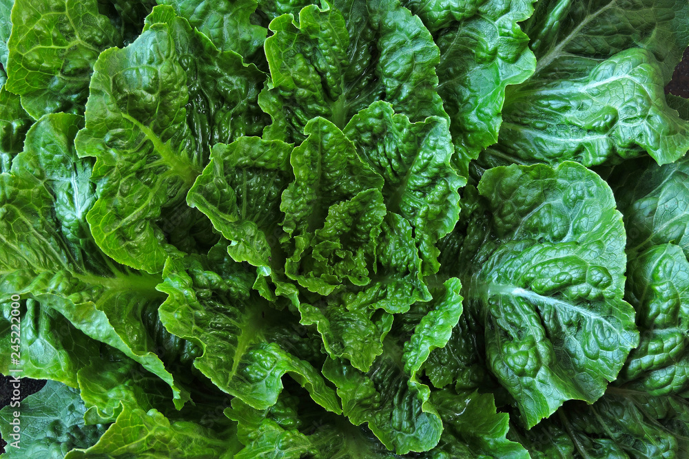 Fresh juicy green Romain lettuce leaves Fresh juicy green Romain lettuce leaves