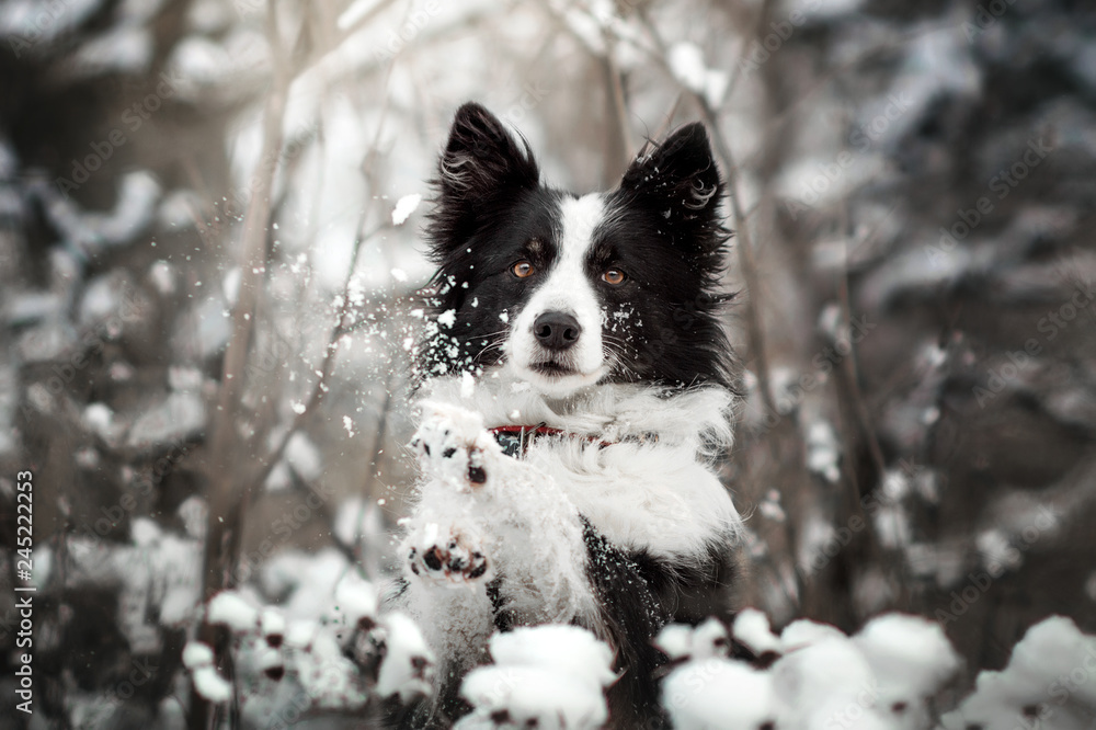 border collie dog beautiful winter portrait in a snowy forest magic light	