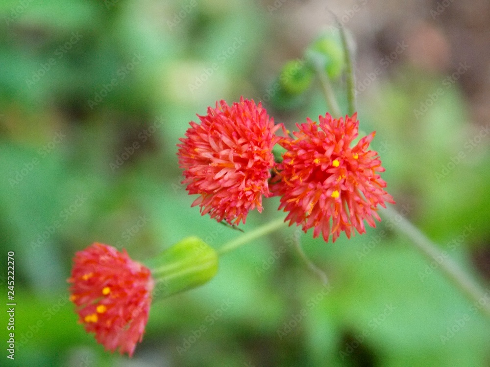 red flower red flower