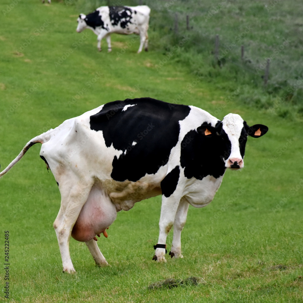 Pooping  milk cow