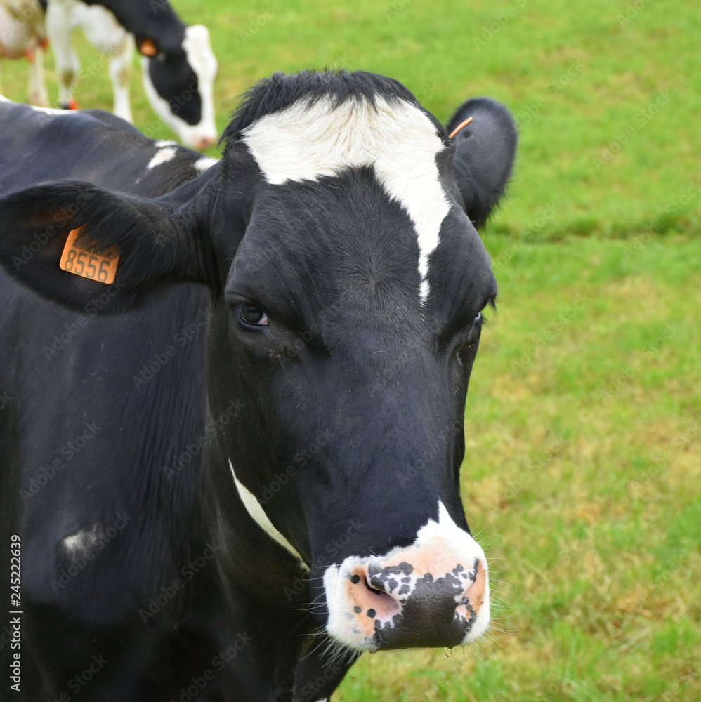 Head of friesian, Holstein cow.