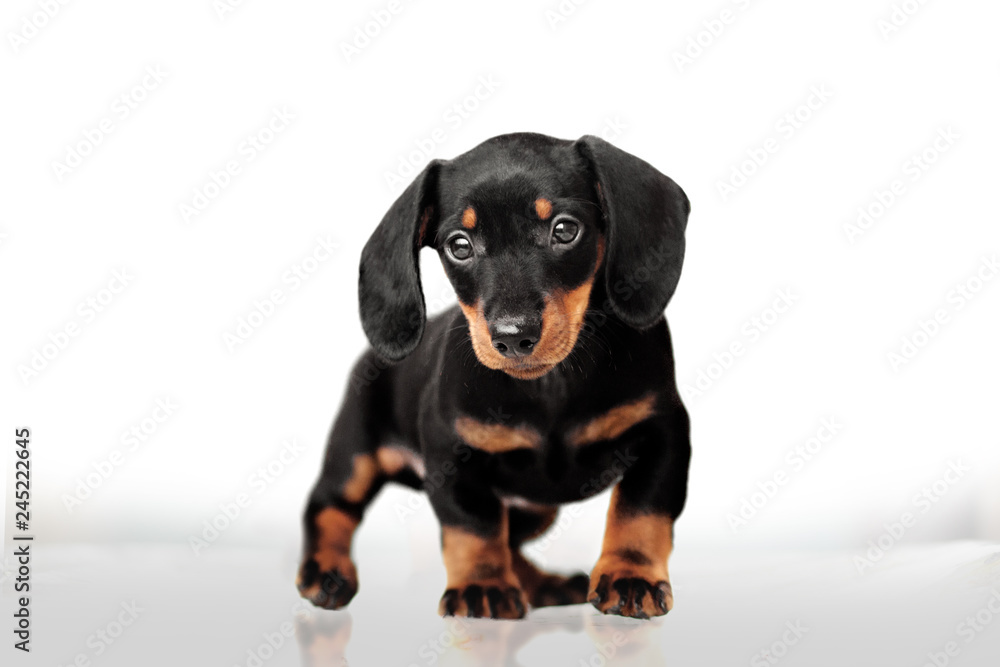 cute black with red puppy of a rabbit dachshund on a white background