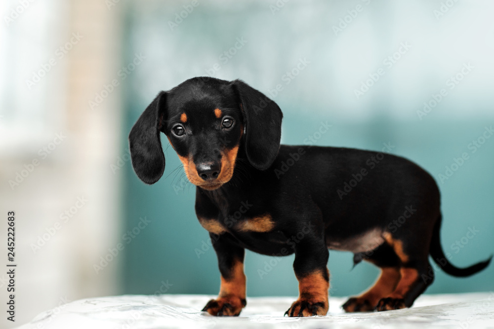 Blue and top tan dachshund