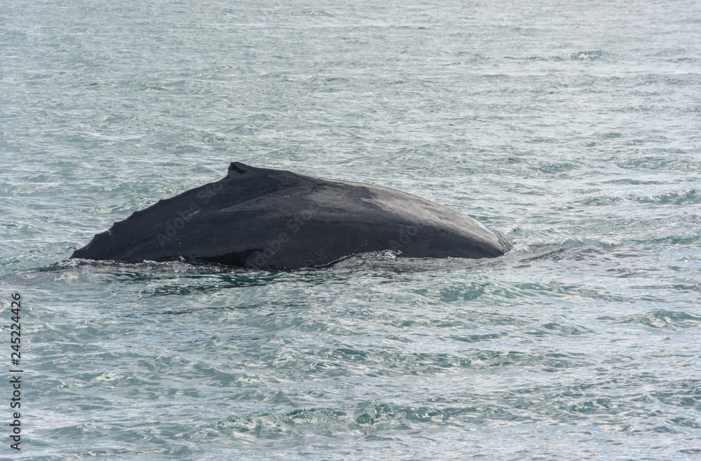 Humpback Whale diving with a fjord on the background. Megaptera novaeangliae Humpback Whale diving with a fjord on the background. Megaptera novaeangliae