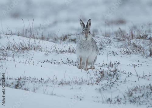 The Curious Hare