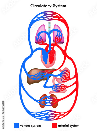 Medical diagram showing the circulatory system of the human body, in particular the venous and arterial systems.