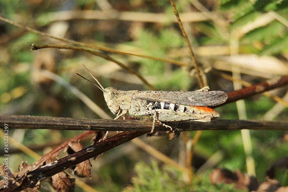 Grasshopper on plant branch in the garden, closeup Grasshopper on plant branch in the garden, closeup