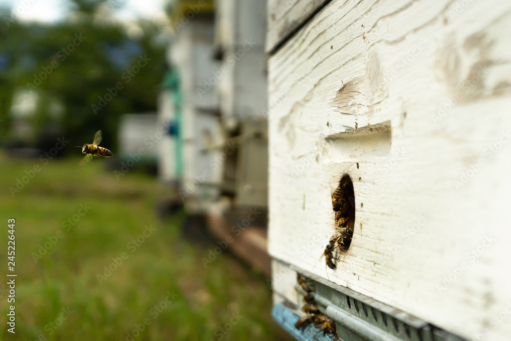 Bees fly to the hive and carry pollen one after the other in summer days
